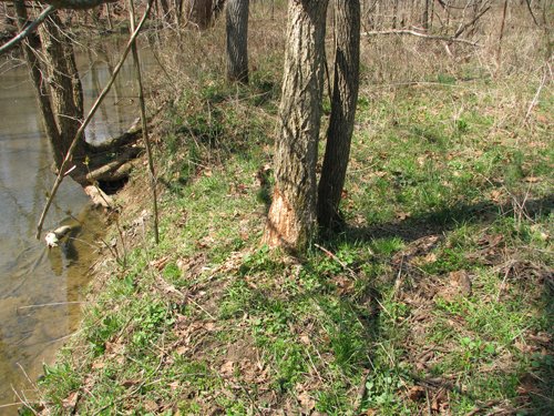 Property photo 35 - 137 Acres in 2 Tracts - 64 Tillable Acres, Potential Building Sites, Hunting